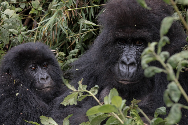 volcanoes rwanda gorillas